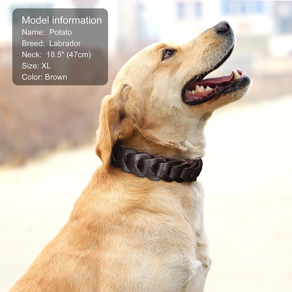 Collier Cuir Véritable Premium pour Grand Chien