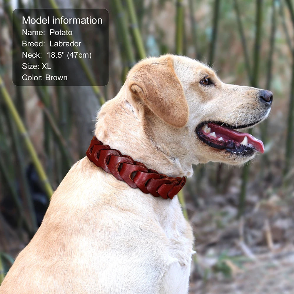 Collier Cuir Véritable Premium pour Grand Chien